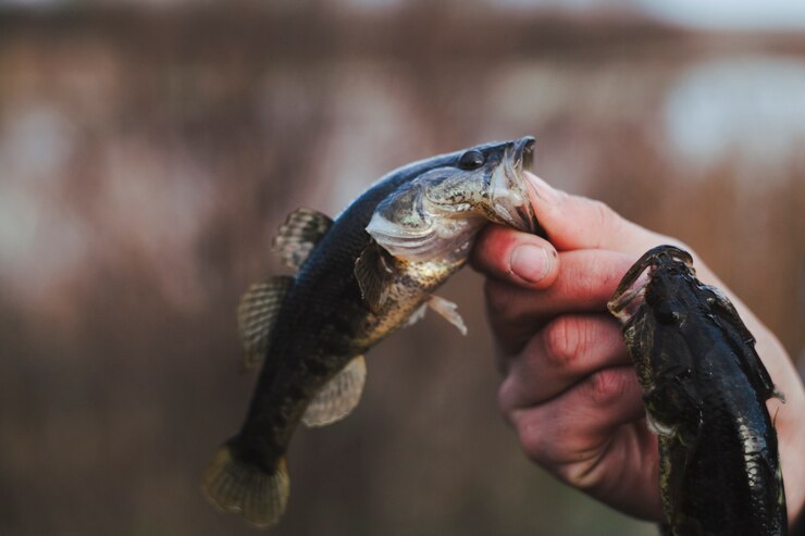 The Art and Tradition of Fiskning: A Deep Dive into Fishing Culture