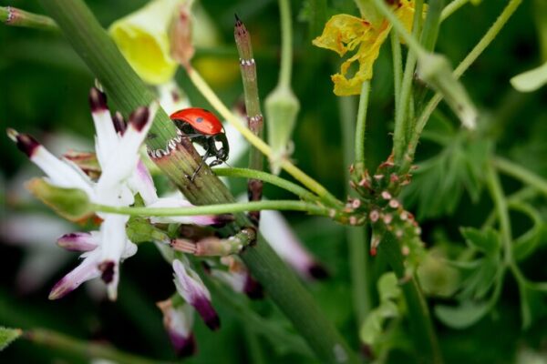 Most common bugs in Granada Hills Californiaa