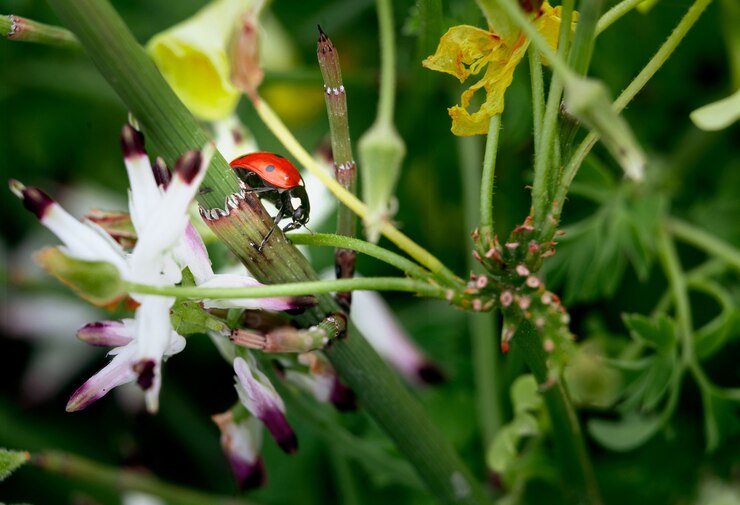 Most common bugs in Granada Hills Californiaa